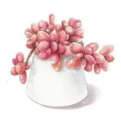 多肉花草成长日记